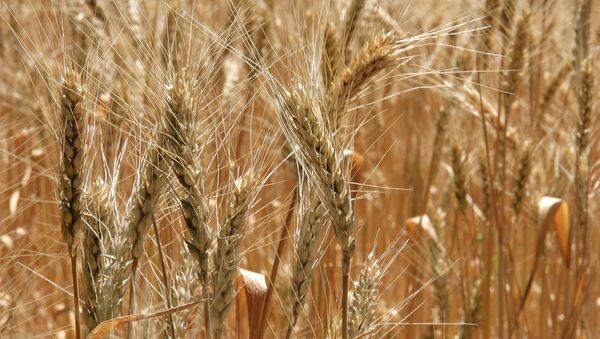 La Russie exportera 2 millions de tonnes de blé en juillet - Sputnik Afrique