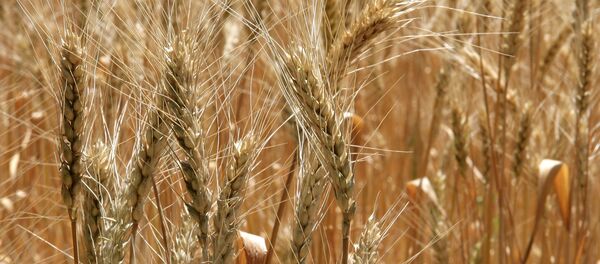 Колосья - Sputnik Afrique