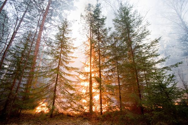 Russie: la superficie des incendies naturels en hausse de 25% - Sputnik Afrique