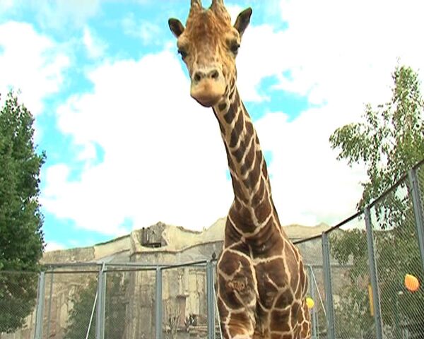 Zoo de Moscou: la girafe Samson célèbre son anniversaire  - Sputnik Afrique