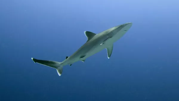 Un requin - Sputnik Afrique