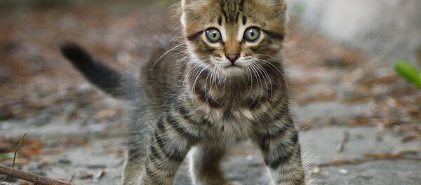 Un chaton - Sputnik Afrique