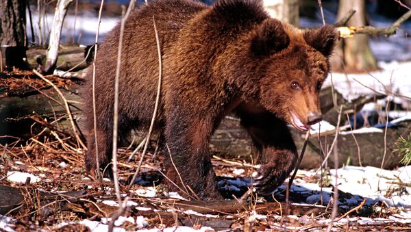 Ici c’est la Russie! Promenade matinale pour un ours dans une ville du Kamchatka (Vidéo) - Sputnik Afrique