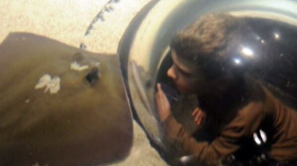 Des raies électriques caressées par les visiteurs dans un aquarium américain  - Sputnik Afrique