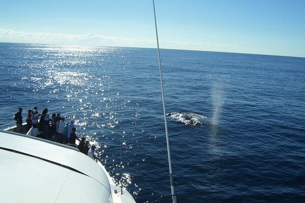 Les baleines, géants des profondeurs - Sputnik Afrique