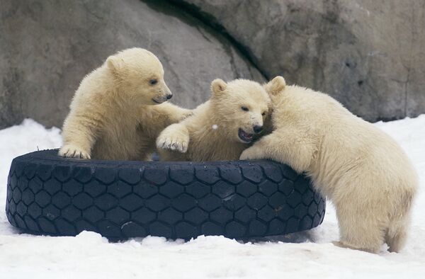Des oursons blancs dans le zoo de Moscou  - Sputnik Afrique