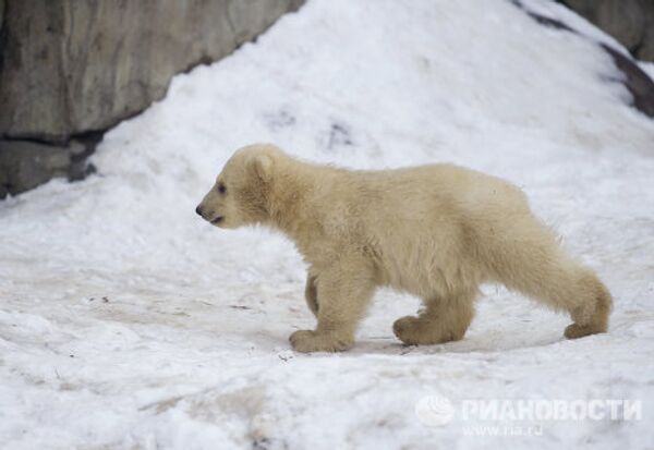 Des oursons blancs dans le zoo de Moscou  - Sputnik Afrique
