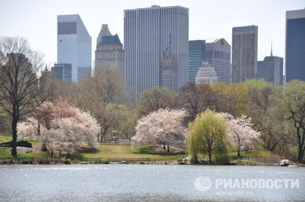 Les arbres fleurissent déjà à New York  - Sputnik Afrique