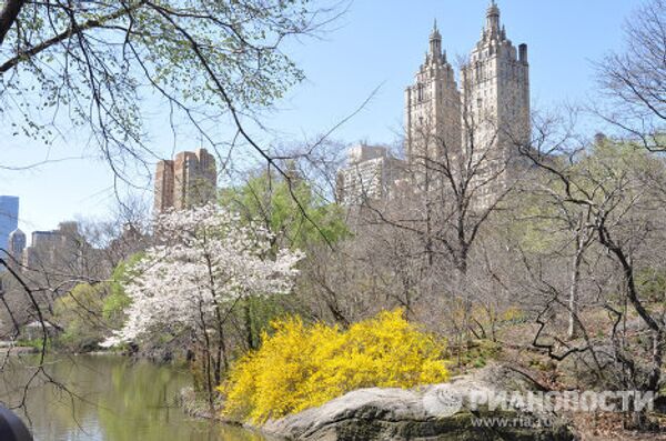 Les arbres fleurissent déjà à New York  - Sputnik Afrique