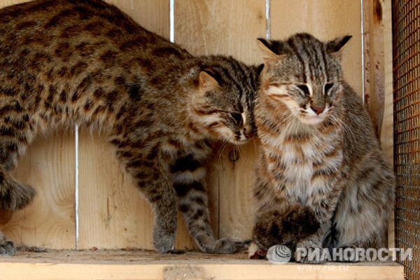 Des chats-léopards dans un zoo de Vladivostok  - Sputnik Afrique