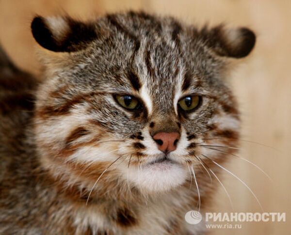 Des chats-léopards dans un zoo de Vladivostok  - Sputnik Afrique