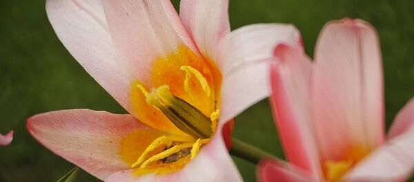 Парк цветов Кекенхоф в Нидерландах - Sputnik Afrique