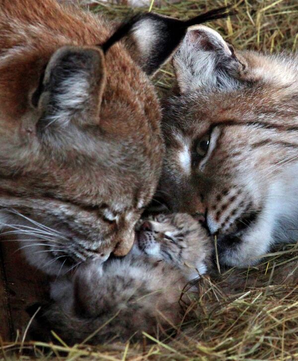 Des bébés lynx dans le zoo de Vladivostok - Sputnik Afrique
