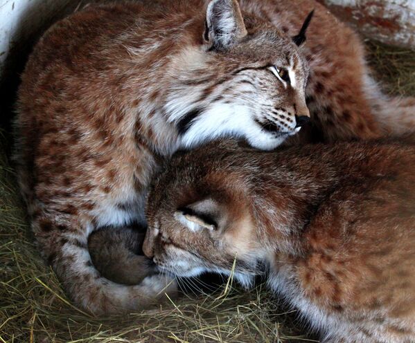 Des bébés lynx dans le zoo de Vladivostok - Sputnik Afrique