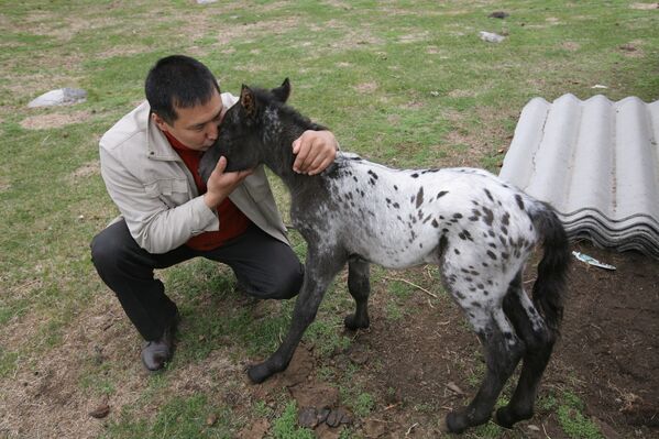 Les chevaux dalmatiens des monts Altaï - Sputnik Afrique