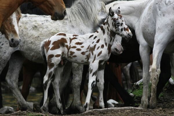 Les chevaux dalmatiens des monts Altaï - Sputnik Afrique