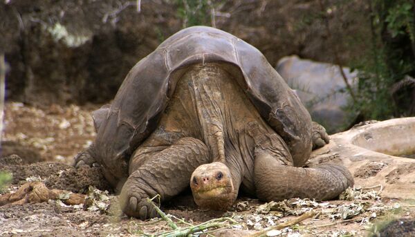 Georges le solitaire, la dernière tortue géante de son espèce - Sputnik Afrique