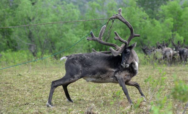 Kamtchatka: renaissance d'une communauté d'éleveurs de rennes - Sputnik Afrique