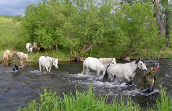 Kamtchatka: renaissance d'une communauté d'éleveurs de rennes - Sputnik Afrique