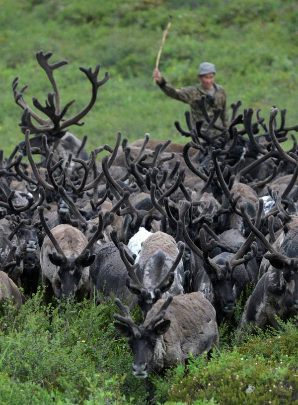 Kamtchatka: renaissance d'une communauté d'éleveurs de rennes - Sputnik Afrique