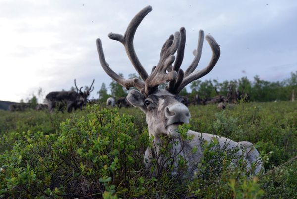 Kamtchatka: renaissance d'une communauté d'éleveurs de rennes - Sputnik Afrique