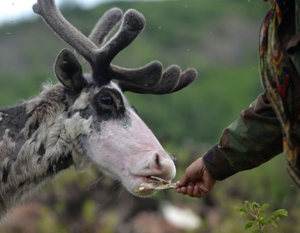 Kamtchatka: renaissance d'une communauté d'éleveurs de rennes - Sputnik Afrique