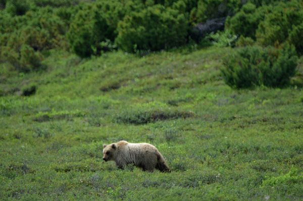 Kamtchatka: renaissance d'une communauté d'éleveurs de rennes - Sputnik Afrique
