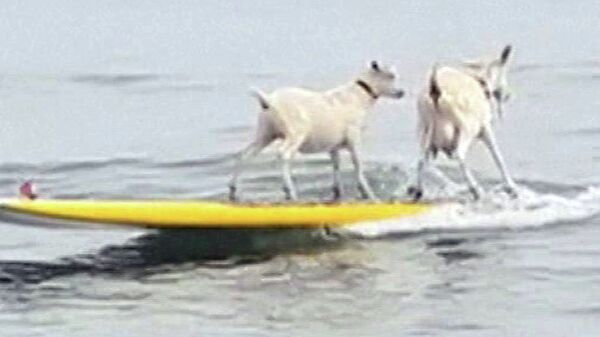 Une chèvre et son petit font du surf en Californie - Sputnik Afrique