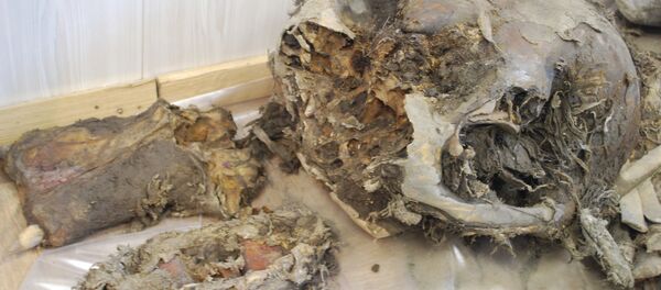 Les fragments de mammouth. Les archives Les fragments de mammouth. Les archives - Sputnik Afrique