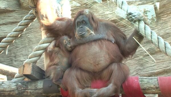 Une femelle orang-outan et son bébé au zoo de Moscou - Sputnik Afrique