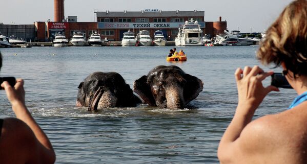 Baignade d'éléphants au centre de Vladivostok - Sputnik Afrique