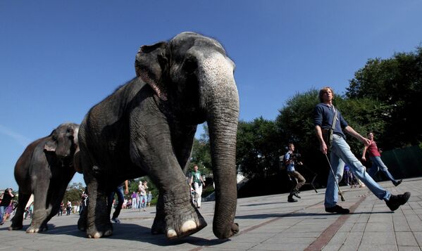Baignade d'éléphants au centre de Vladivostok - Sputnik Afrique