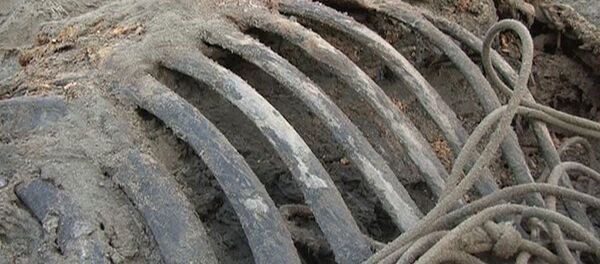 Un mammouth parfaitement conservé découvert en Sibérie - Sputnik Afrique