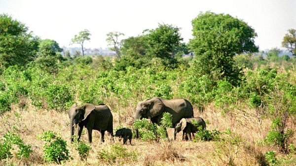Семейство африканских слонов в Танзании - Sputnik Afrique