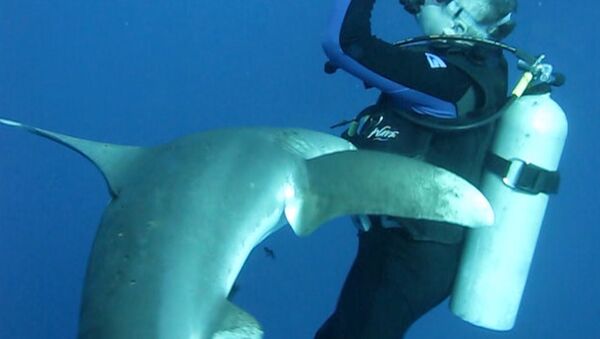 Un requin avec un couteau dans la tête demande de l’aide à un plongeur (VIDEO) - Sputnik Afrique
