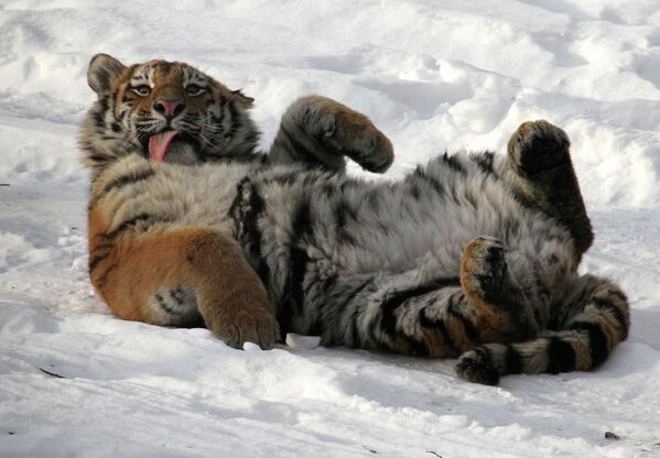 Taïga et Amourotchka, jeunes tigresses du parc du Primorié - Sputnik Afrique