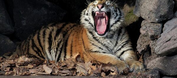 Sa majesté le tigre! - Sputnik Afrique