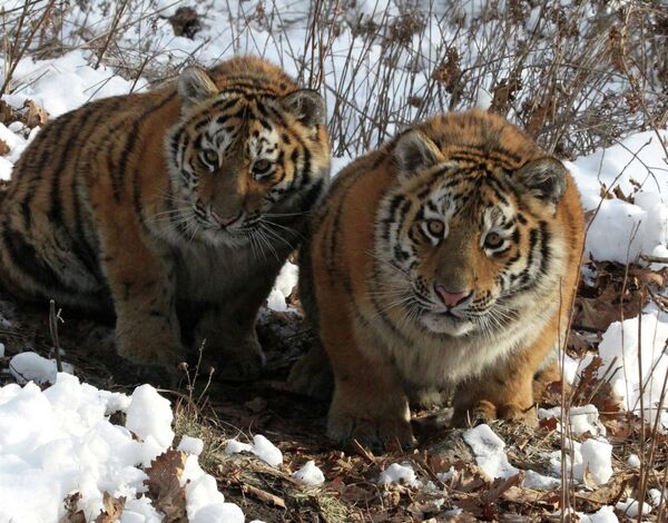 Taïga et Amourotchka, jeunes tigresses du parc du Primorié - Sputnik Afrique