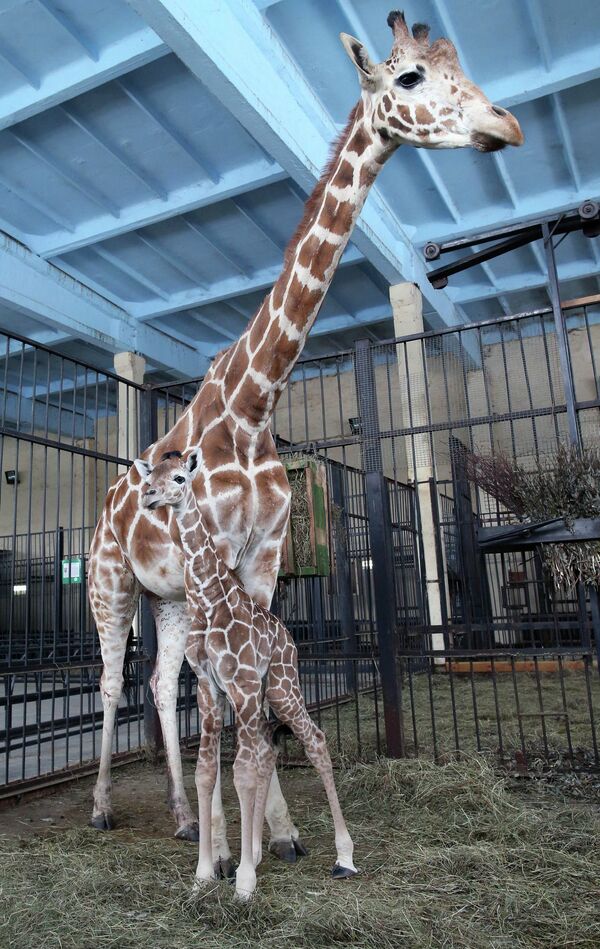 Un bébé girafe du zoo de Kaliningrad - Sputnik Afrique