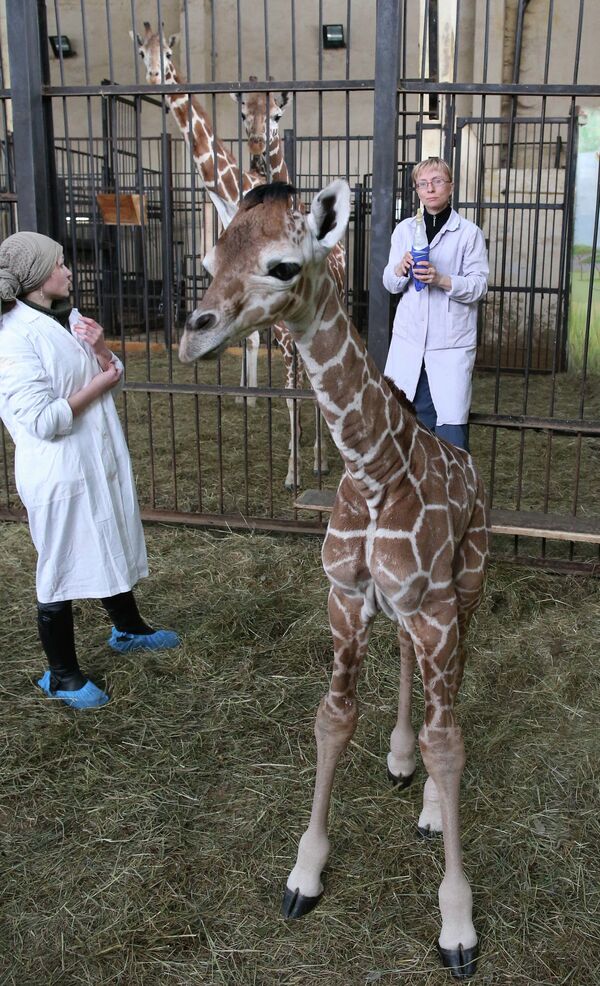 Un bébé girafe du zoo de Kaliningrad - Sputnik Afrique