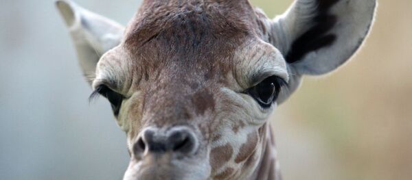 Une girafe - Sputnik Afrique