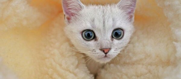 Chacun cherche son chat… sur Internet - Sputnik Afrique