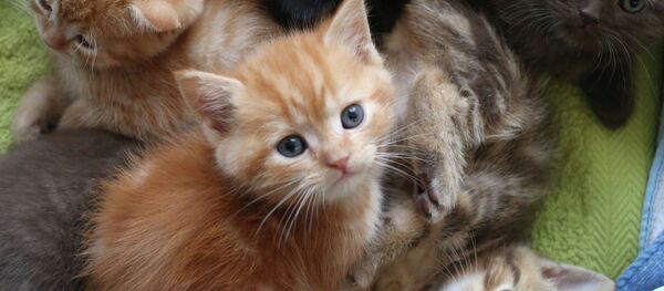 Международная выставка кошек в Калининграде - Sputnik Afrique