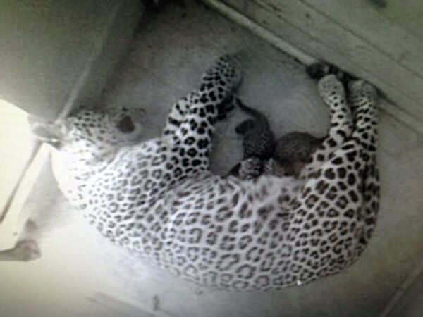 Russie: deux bébés léopards naissent dans le parc national de Sotchi - Sputnik Afrique