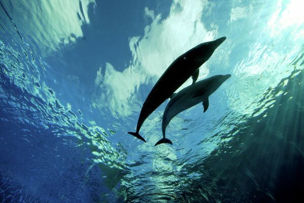 Mammifères marins fascinants: baleines et dauphins - Sputnik Afrique