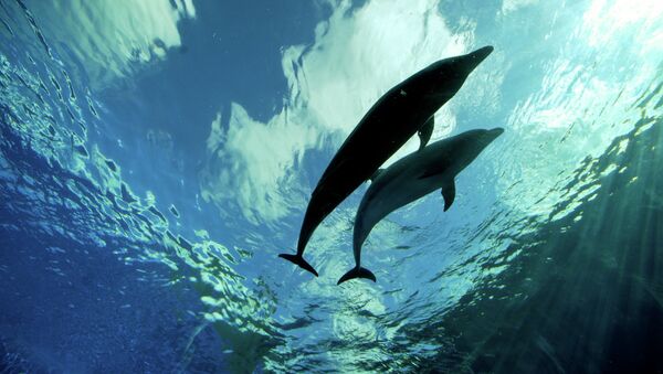 Два дельфина - Sputnik Afrique