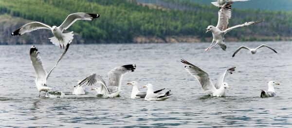 Le Baïkal, sublime lac russe - Sputnik Afrique