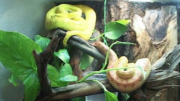 Un élevage de serpents découvert près de New York - Sputnik Afrique
