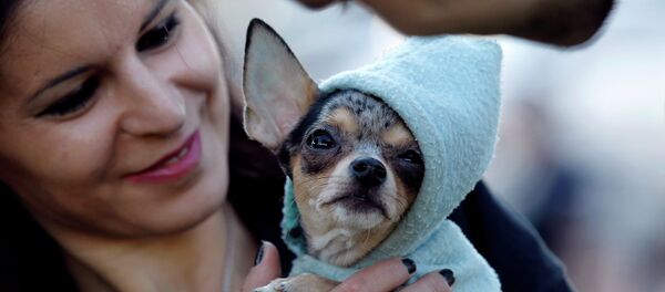 Женщина держит свою собаку во время митинга против нового закона, разрешающего отлавливать собак в общественных местах. Бухарест - Sputnik Afrique