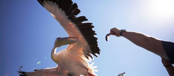 un pélican - Sputnik Afrique